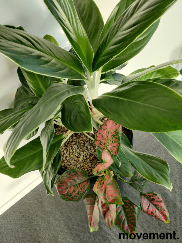 Solgt!Grønn plante, mix med flere planter - 2 / 4