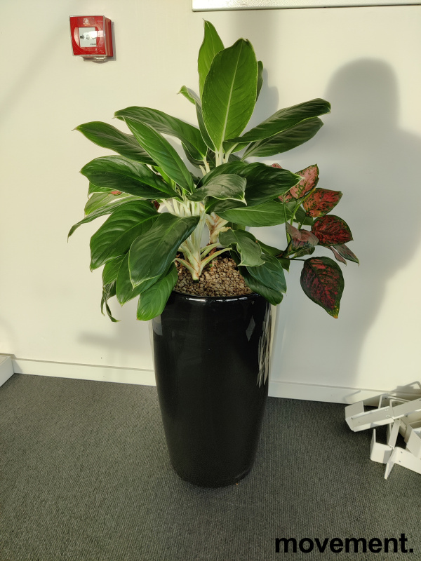 Solgt!Grønn plante, mix med flere planter - 3 / 4