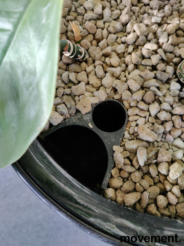 Solgt!Grønn plante, mix med flere planter - 4 / 4