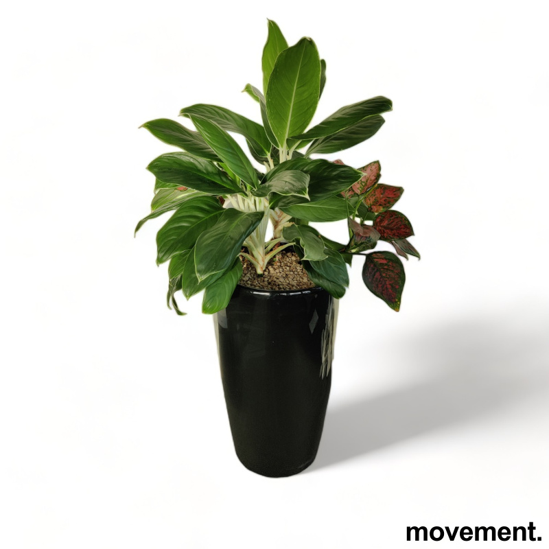 Solgt!Grønn plante, mix med flere planter - 1 / 4