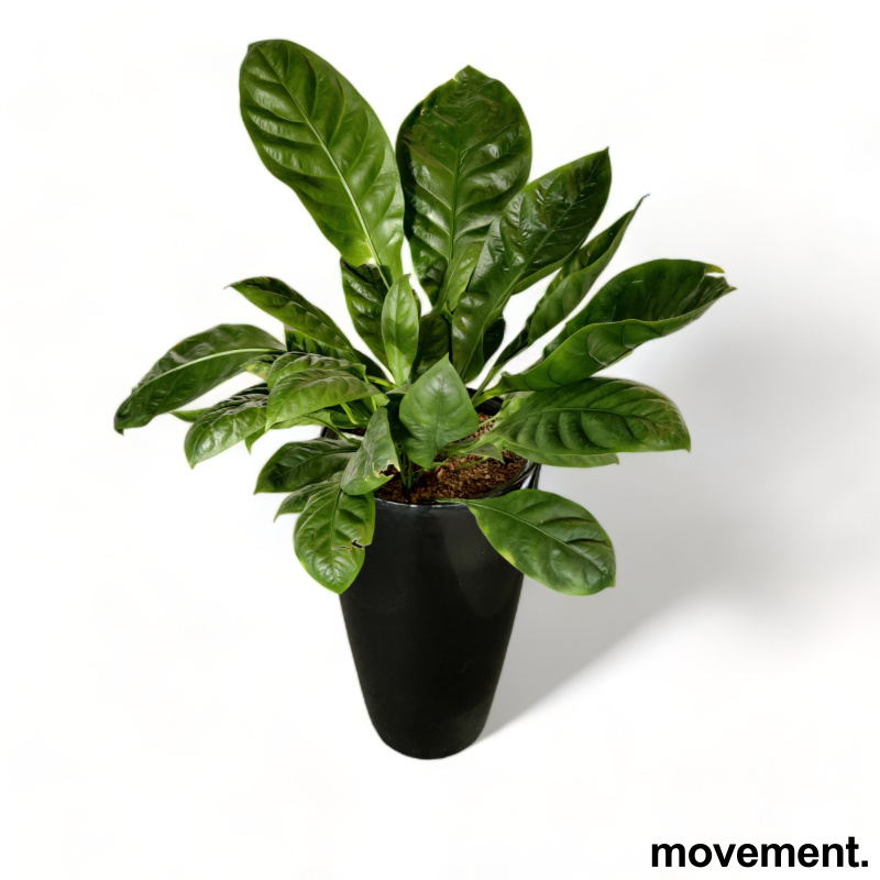 Solgt!Grønn plante, i selvvannende potte, - 1 / 3