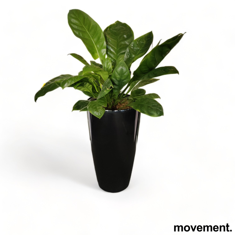 Solgt!Grønn plante, i selvvannende potte, - 2 / 3