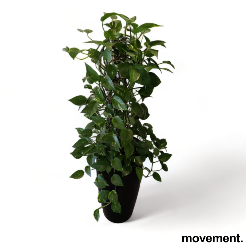 Solgt!Grønn plante,  Gullranke i - 1 / 3
