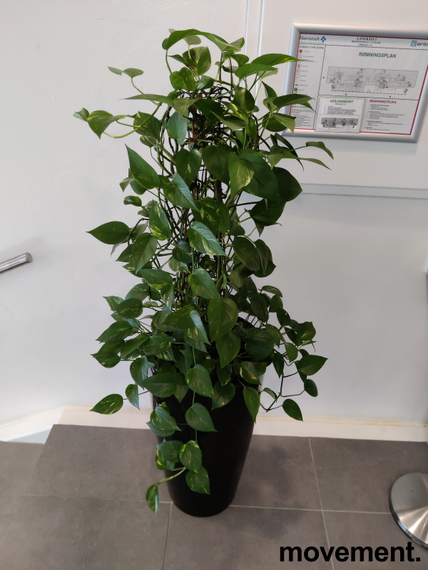 Solgt!Grønn plante,  Gullranke i - 3 / 3