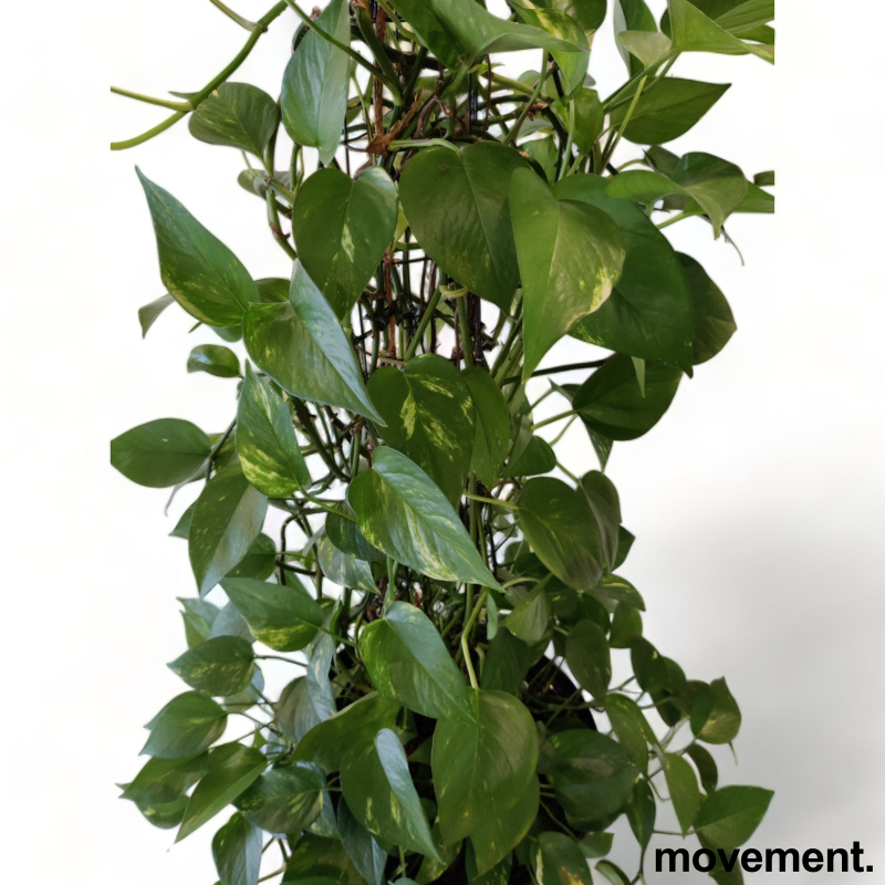 Solgt!Grønn plante,  Gullranke i - 2 / 3