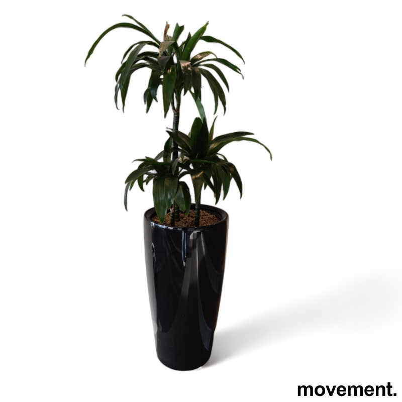 Solgt!Grønn plante, Yucca palme i