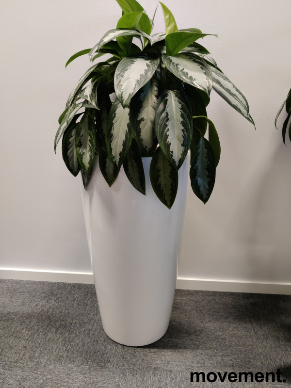 Solgt!Grønn plante - 2 / 4