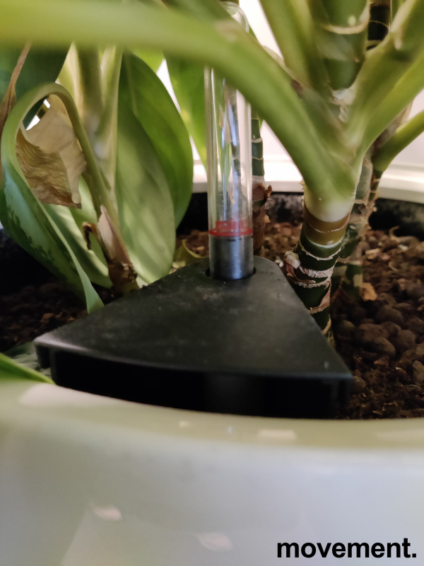 Solgt!Grønn plante - 4 / 4