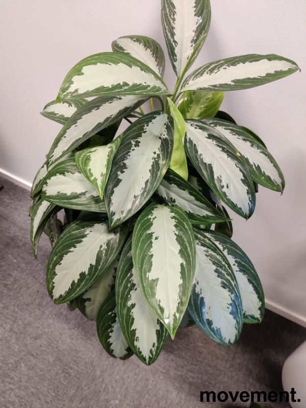 Solgt!Grønn plante - 3 / 4