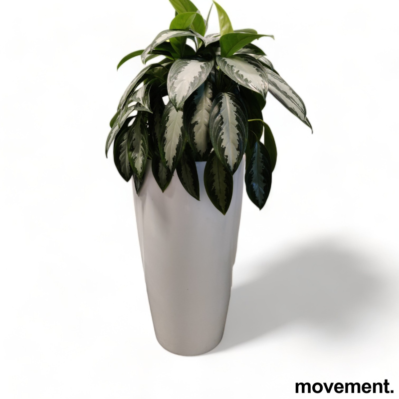 Solgt!Grønn plante - 1 / 4