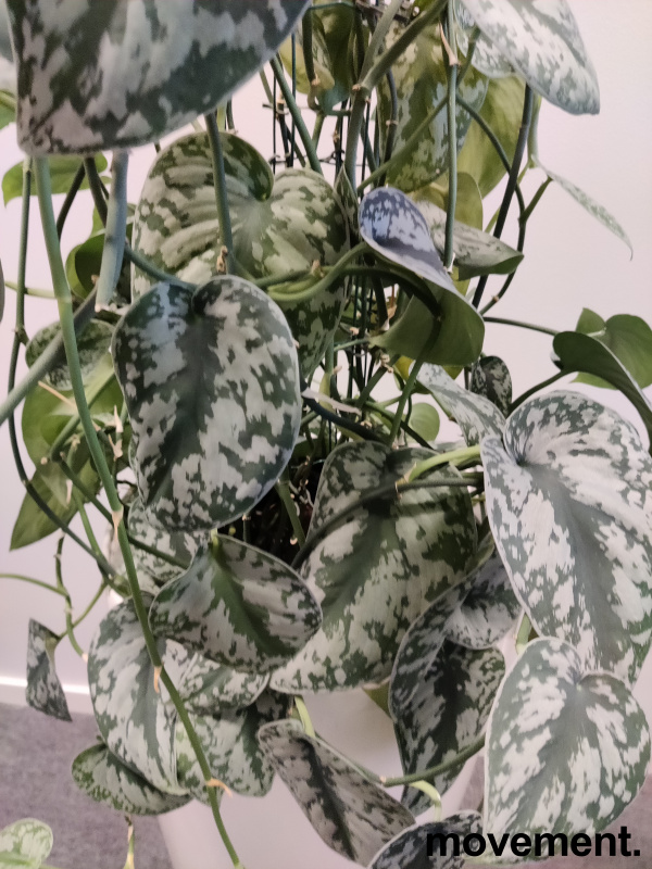 Solgt!Grønn plante Sølvranke, i - 2 / 3