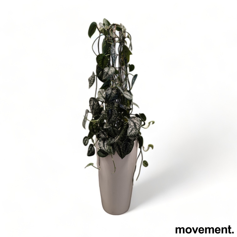 Solgt!Grønn plante Sølvranke, i - 1 / 3