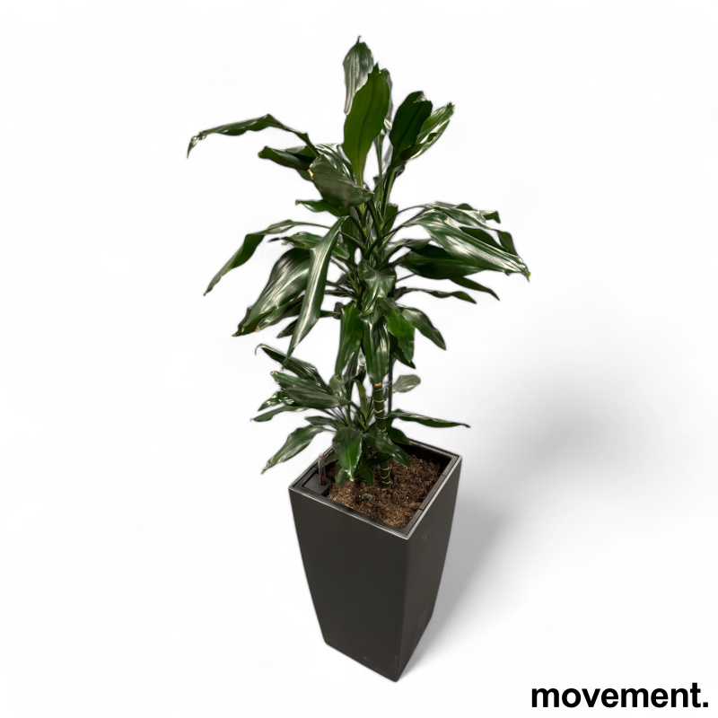 Solgt!Grønn plante, Yucca palme i