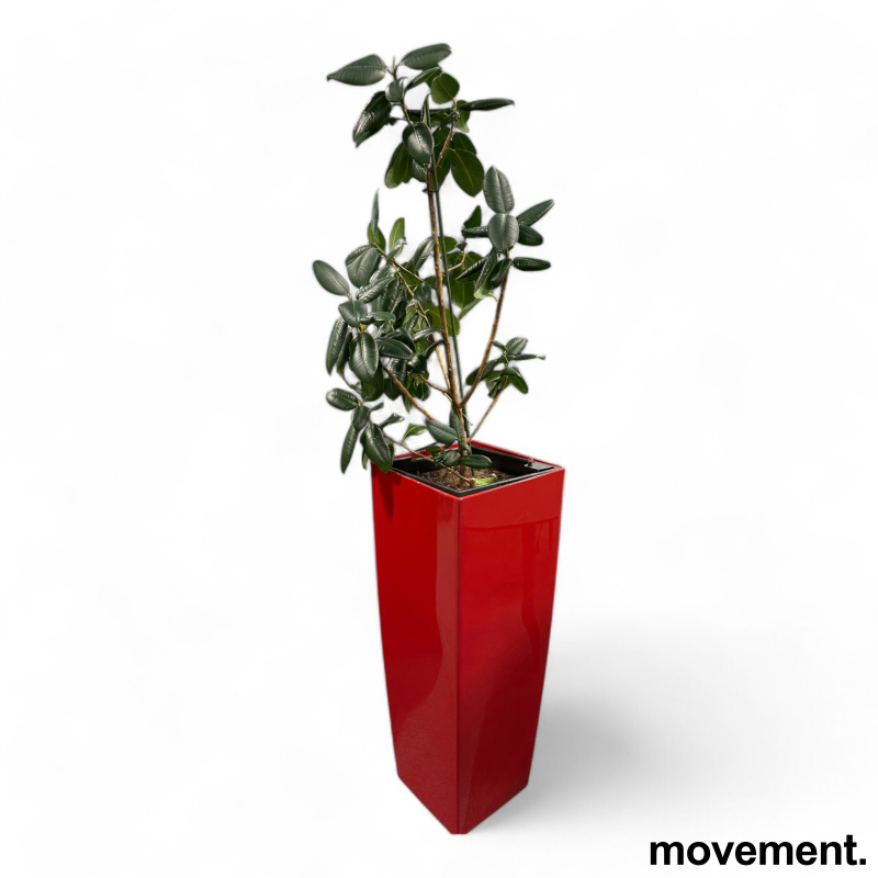 Solgt!Grønn plante, stor Gummiplante i