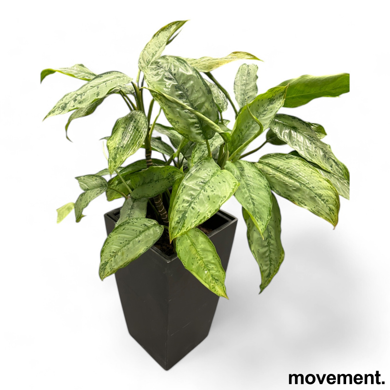 Solgt!Grønn plante