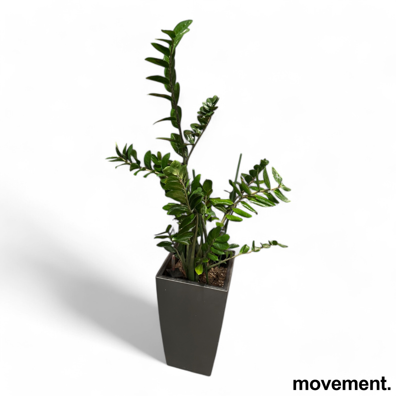 Solgt!Grønn plante Smaragdpalme, i