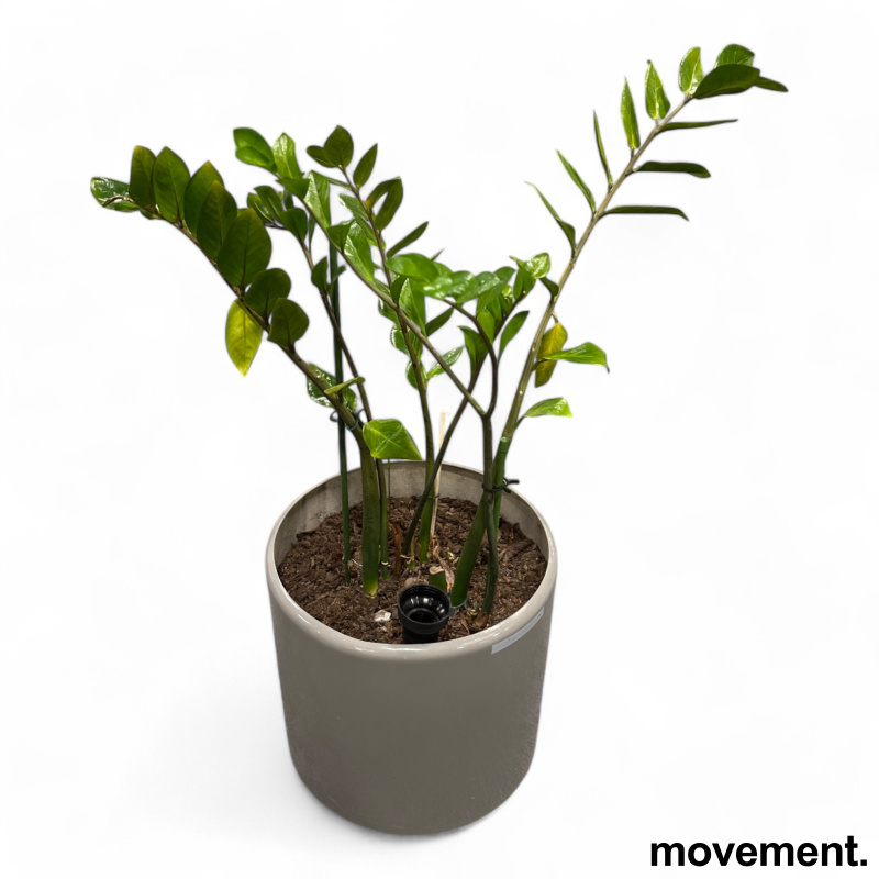 Grønn plante Smaragdpalme, i rund