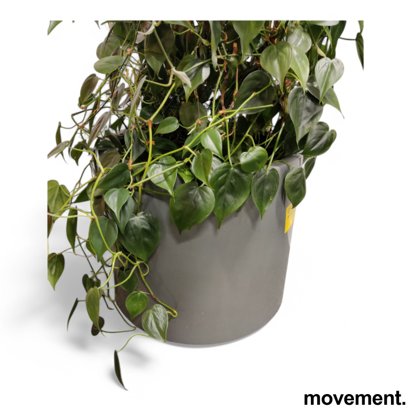 Solgt!Grønn plante Philodendron - 2 / 3