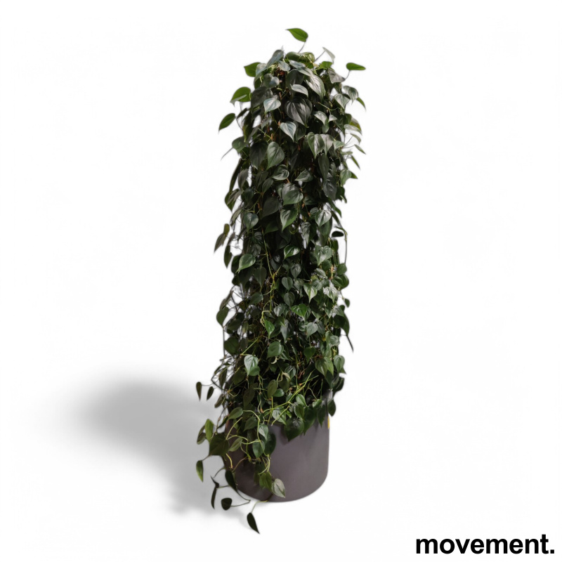 Solgt!Grønn plante Philodendron - 1 / 3