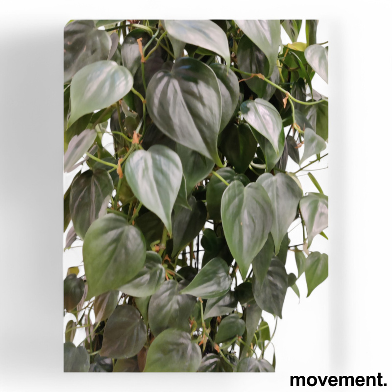 Solgt!Grønn plante Philodendron - 3 / 3