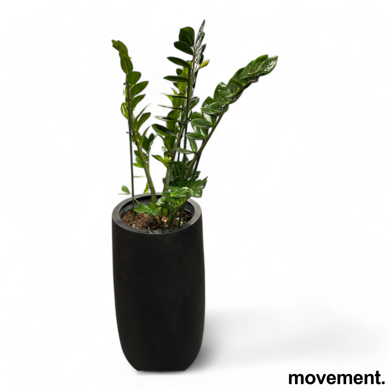 Solgt!Grønn plante Smaragdpalme, i rund - 1 / 2