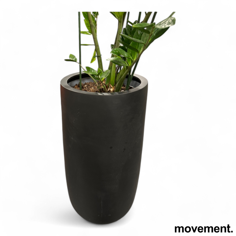 Solgt!Grønn plante Smaragdpalme, i rund - 2 / 2
