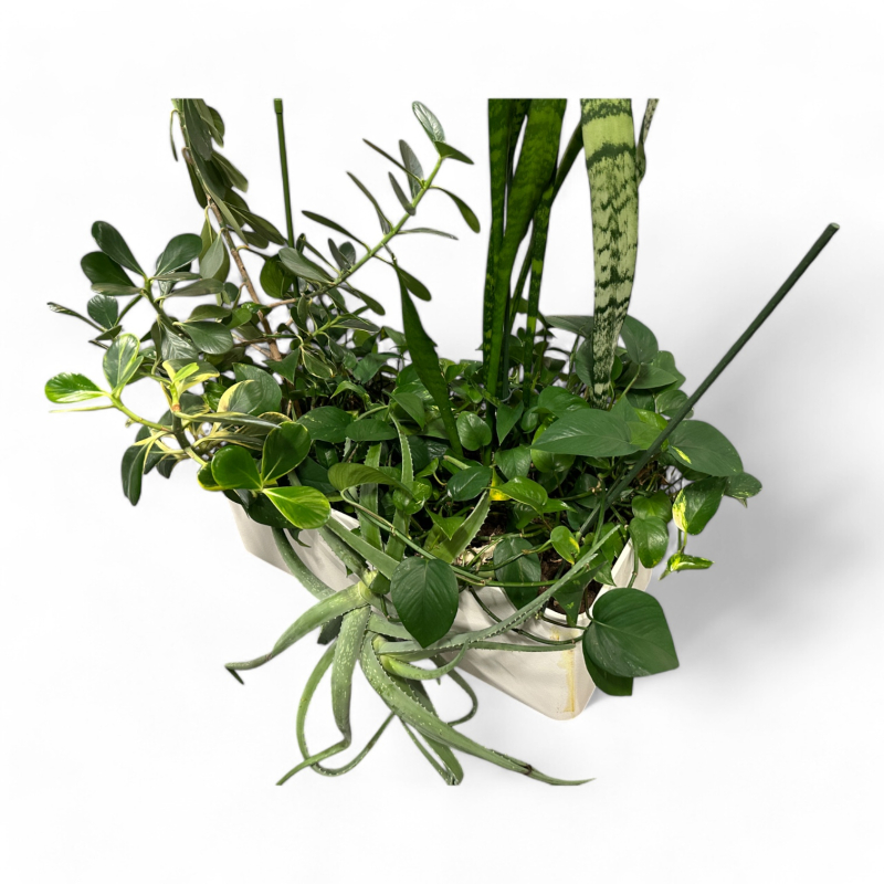 Stor plantekasse for plassering på