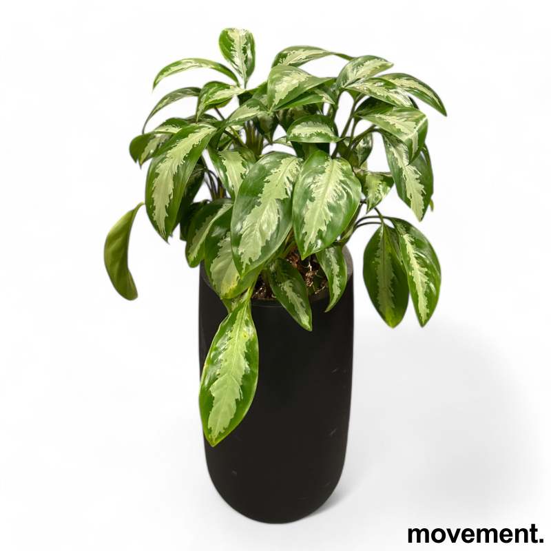 Solgt!Grønn plante - 1 / 2