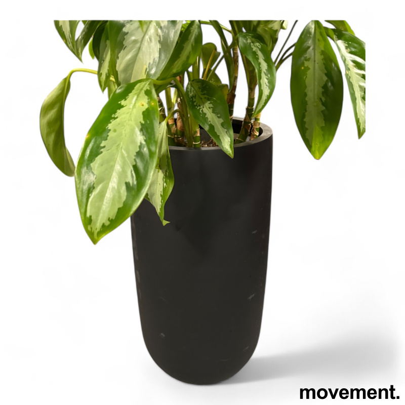 Solgt!Grønn plante - 2 / 2