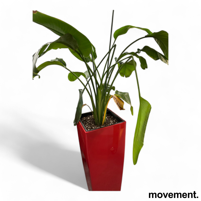 Grønn plante Strelitzia nicolai, i