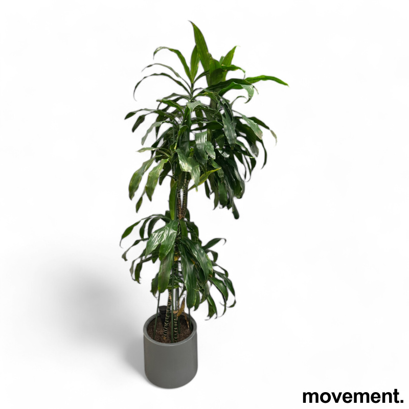 Solgt!Grønn plante, Yucca palme i