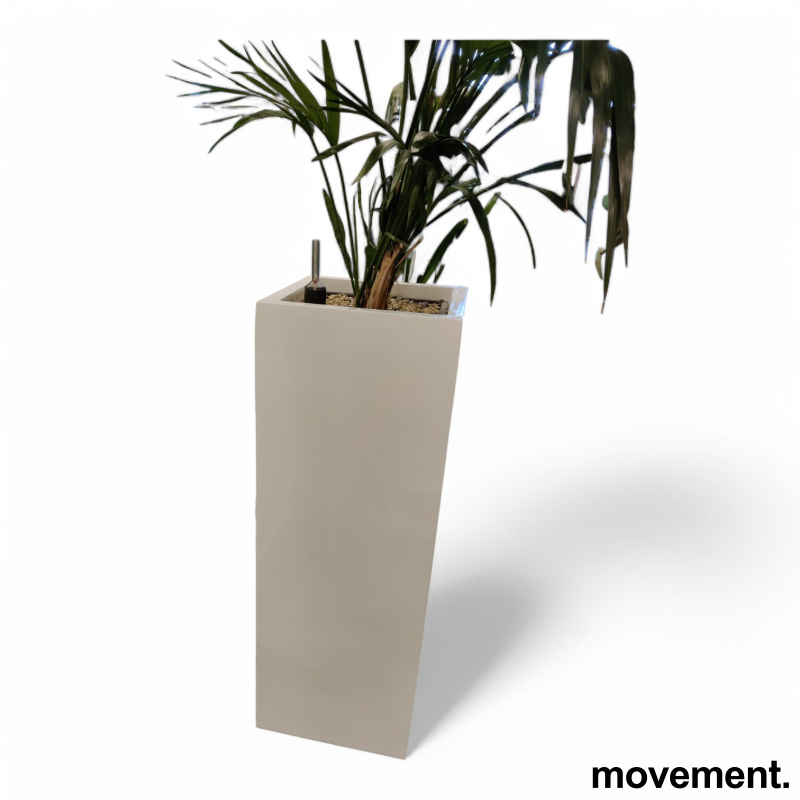 Grønn plante, stor Kentiapalme i - 4 / 4