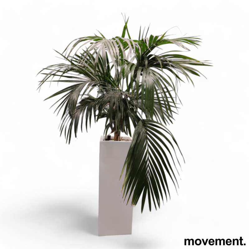 Grønn plante, stor Kentiapalme i - 1 / 4