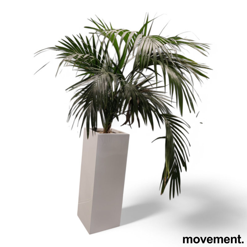 Grønn plante, stor Kentiapalme i - 2 / 4