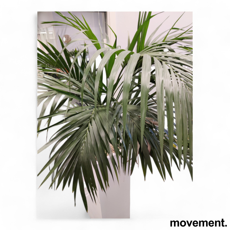 Grønn plante, stor Kentiapalme i - 3 / 4