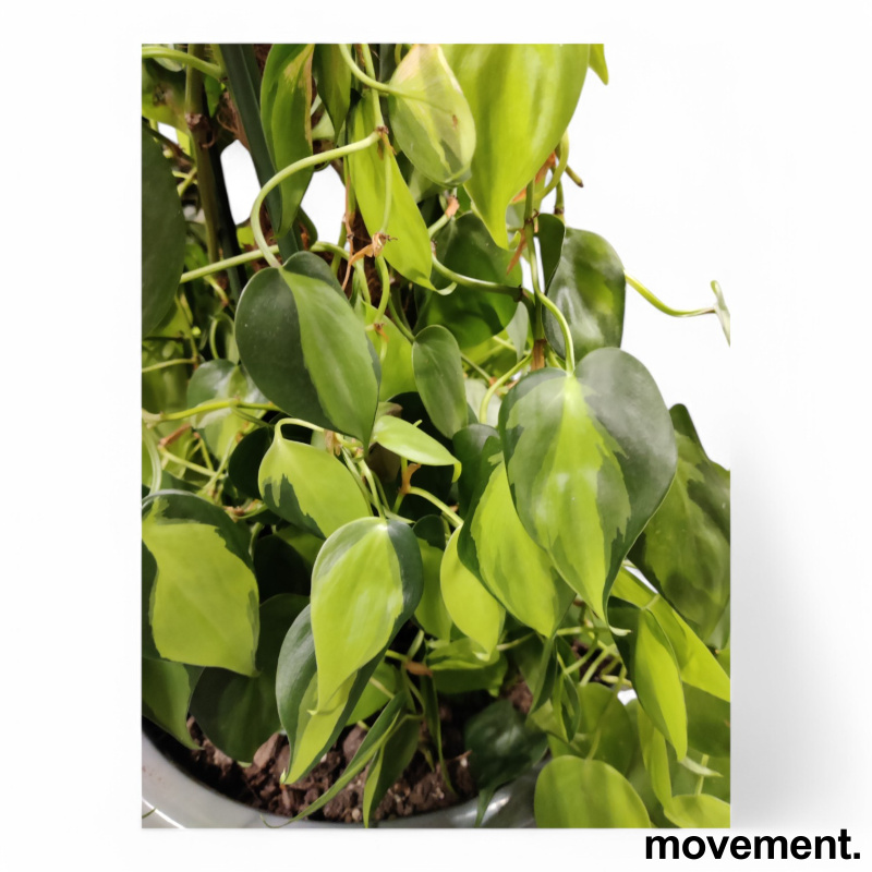 Grønn plante Philodendron - 3 / 3