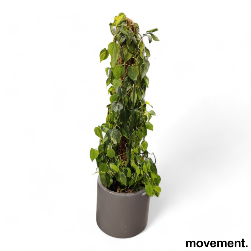 Grønn plante Philodendron - 1 / 3
