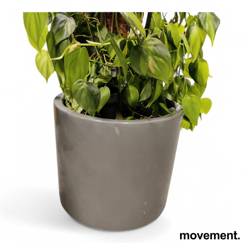 Grønn plante Philodendron - 2 / 3