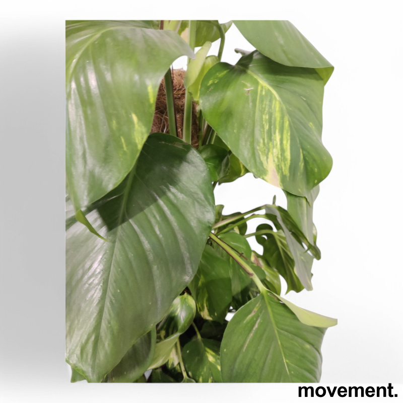 Solgt!Grønn plante Gullranke/Epiprenum - 5 / 5
