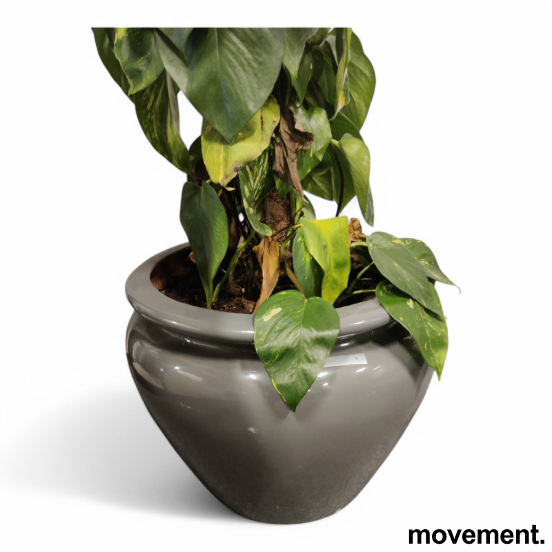Solgt!Grønn plante Gullranke/Epiprenum - 2 / 5