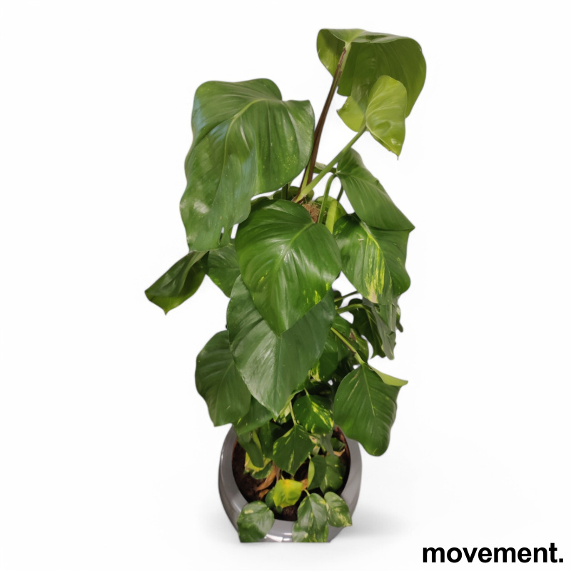 Solgt!Grønn plante Gullranke/Epiprenum - 4 / 5