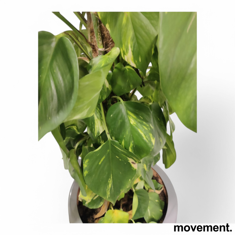Solgt!Grønn plante Gullranke/Epiprenum - 3 / 5