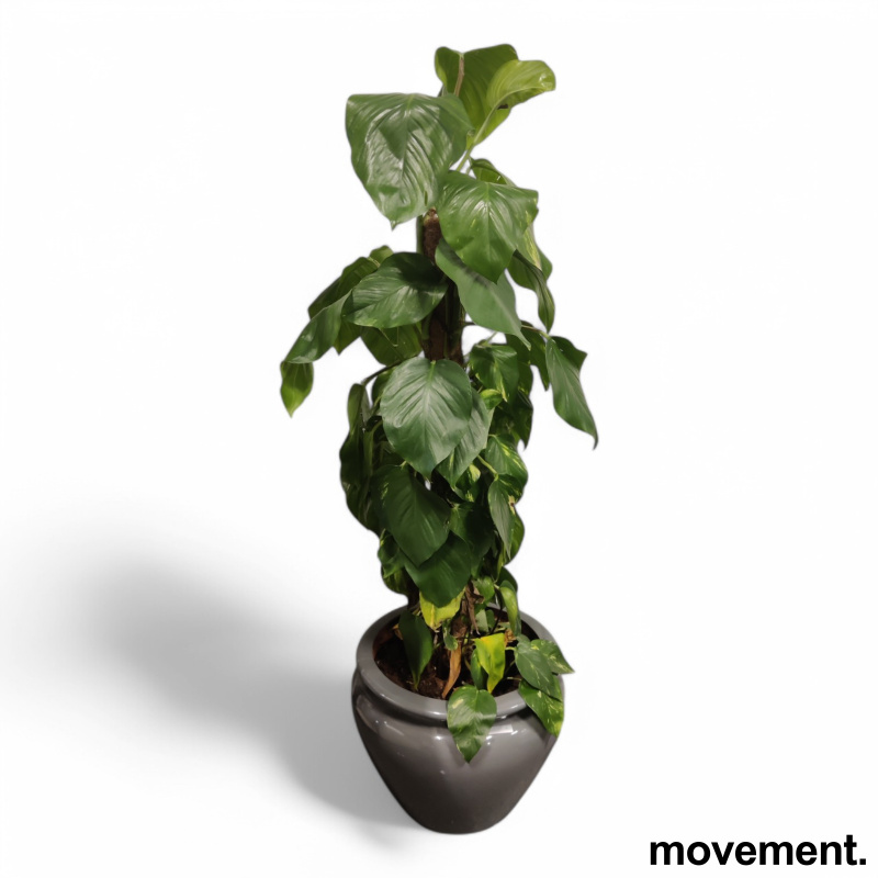 Solgt!Grønn plante Gullranke/Epiprenum - 1 / 5