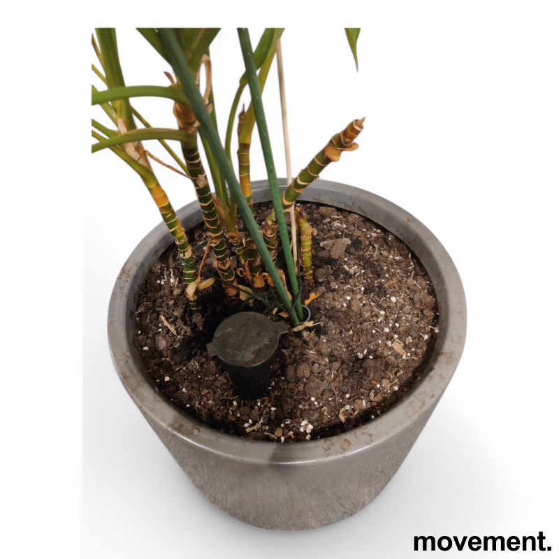 Grønn plante Sølvaglaoneama, i rund - 3 / 3