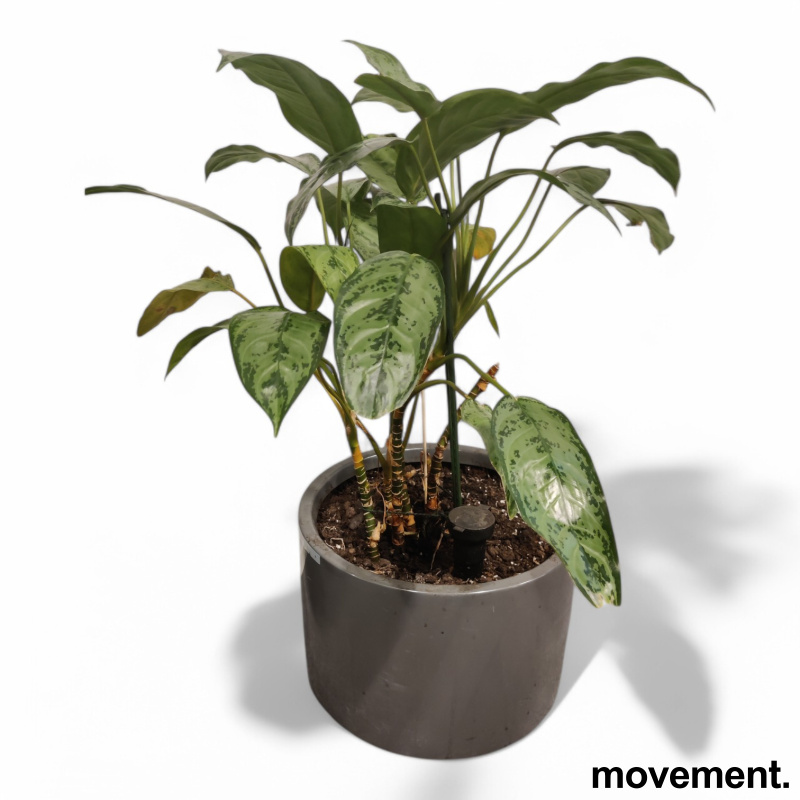 Grønn plante Sølvaglaoneama, i rund - 1 / 3