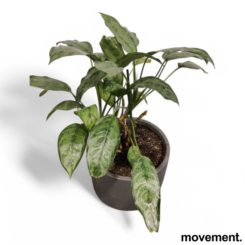 Grønn plante Sølvaglaoneama, i rund - 2 / 3