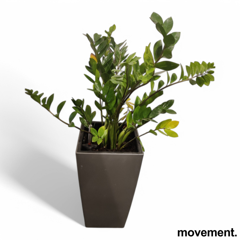 Solgt!Grønn plante Smaragdpalme, i - 1 / 2