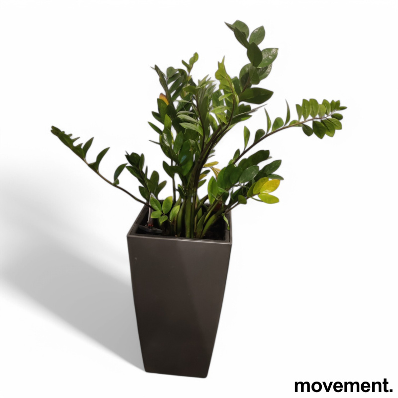 Solgt!Grønn plante Smaragdpalme, i - 2 / 2