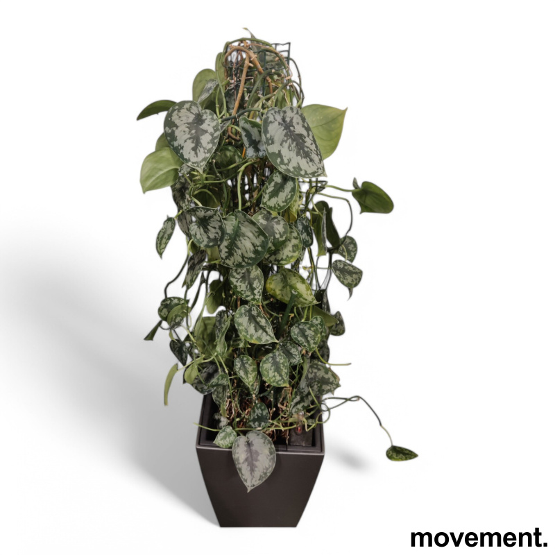 Solgt!Grønn plante Sølvranke, i - 1 / 3