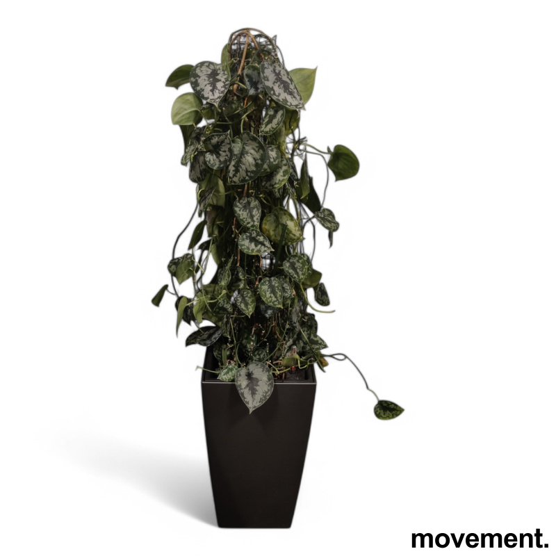 Solgt!Grønn plante Sølvranke, i - 3 / 3